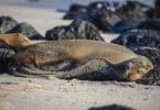Sea Lions Lying on the Sand