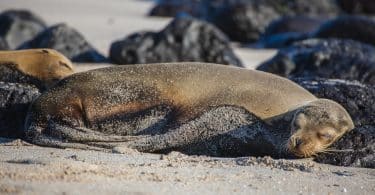 Sea Lions Lying on the Sand