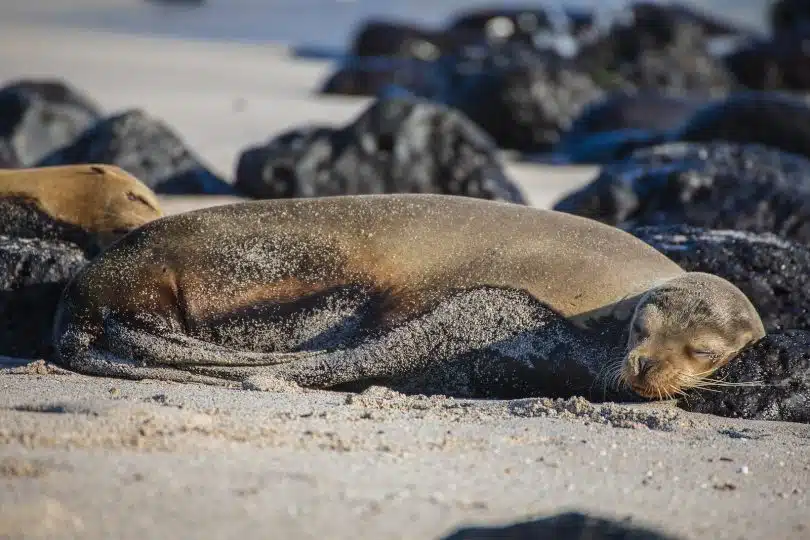 Sea Lions Lying on the Sand